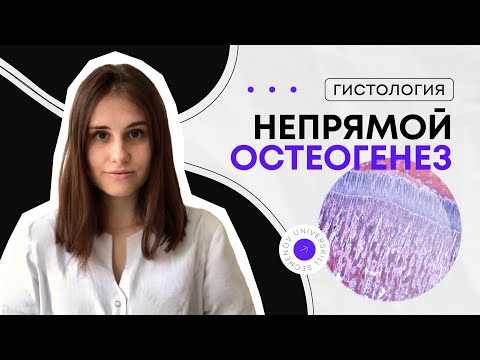 Видео: Гистология | Непрямой остеогенез