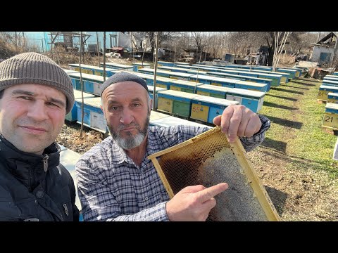 Видео: БАҲОР ЯҚИНЛАШМОҚДА 3 февраля 2025 г.