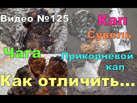 Видео: Чага Кап Сувель  Какие признаки Как отличить