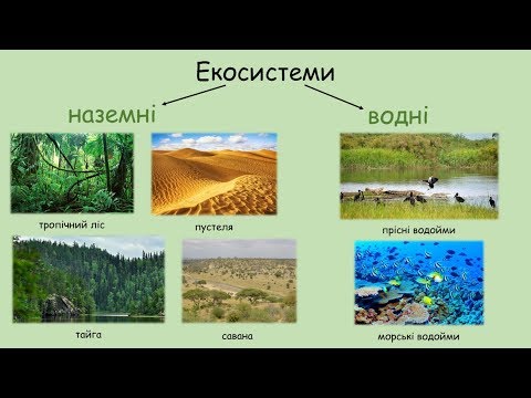 Видео: Структура екосистеми