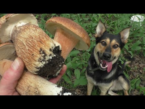 Видео: ПРОСТО АХН"е"ТЕ! ЗАШЛИ В ДУБОВУЮ РОЩУ и НАБРАЛИ ДУБОВЫХ БЕЛЫХ ГРИБОВ! Грибов пооолно.