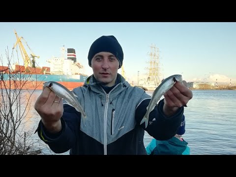 Видео: КОРЮШКА ПОШЛА|ВЕЧЕРНИЙ КЛЁВ|ТРОФЕИ ПРИСУТСТВУЮТ!