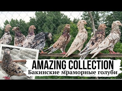 Видео: AMAZING COLLECTION❗️ Бакинские мраморные голуби Юрия | Stipper Baku pigeons  ⭐️