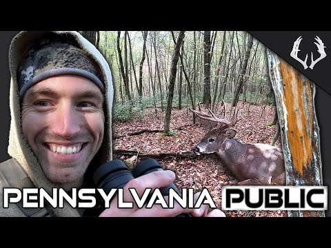 Видео: Охота на общественных землях Пенсильвании – Сезон стрельбы из лука по белохвостому оленю | Логан,...