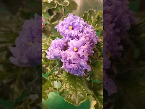 Видео: Обзор цветущих фиалок.