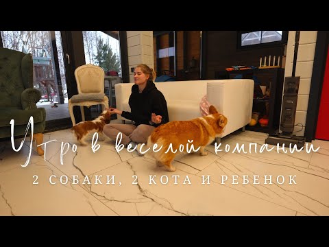 Видео: Утро с 2 собаками, 2 котами и ребенком