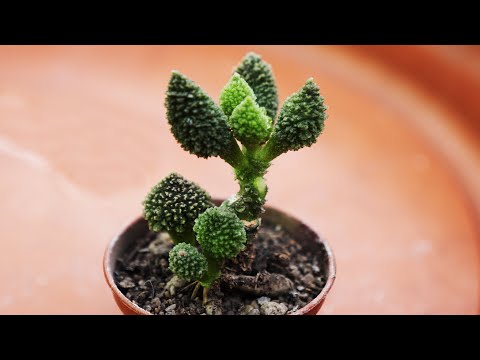 Видео: СУККУЛЕНТ АДРОМИСКУС | РАЗМНОЖЕНИЕ, ОСОБЕННОСТИ УХОДА