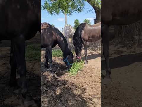 Видео: Андалузский табун