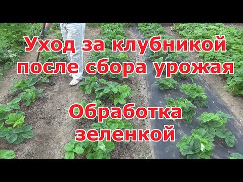 Видео: Уход за клубникой после сбора урожая  Обрезка, удаление усов,рыхление,подкормка,обработка зеленкой