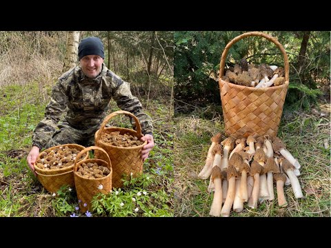 Видео: СМОРЧКОВАЯ ШАПОЧКА НА КАЖДОМ ШАГУ!!! БЕЛАРУСЬ. (Verpa bohemica, Morchellaceae)