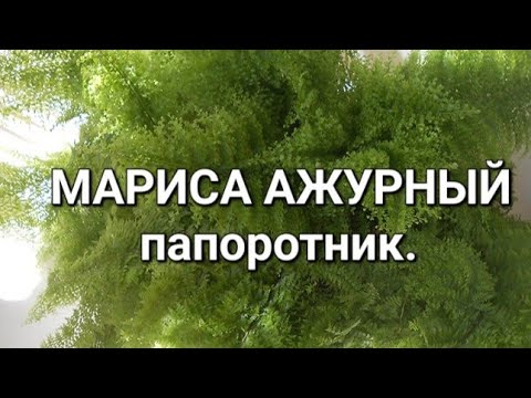 Видео: Папоротник Мариса Ажурный