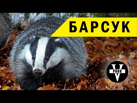 Видео: БАРСУК. Все про животное и охота на барсука.
