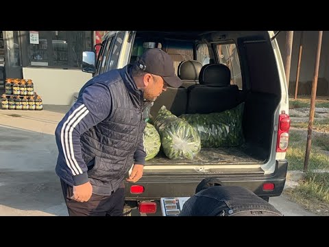 Видео: Бодринг учяюди Олтиариқ бодринг оптом