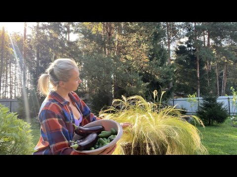 Видео: Сентябрьские деликатесы: рекордный баклажан и рецепт с мясом. #рецепты #огород #дача #баклажан