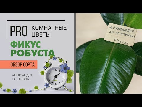 Видео: Растение для дома - Фикус каучуконосный - один из представителей вида Фикус Робуста. Будем знакомы)