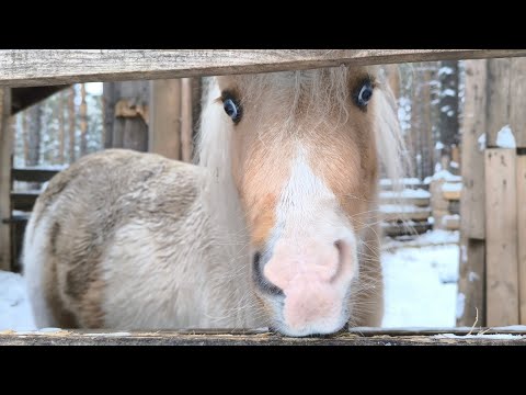 Видео: Гнездо- эко комплекс, база отдыха. Семейный уик-энд. Жарим шашлыки. Идём в баню. Природа.