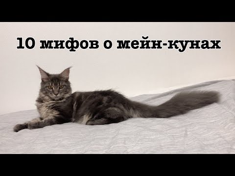 Видео: 10 мифов о мейн-кунах