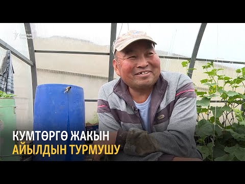 Видео: Кумтөргө жакын айылдын турмушу | Данисте