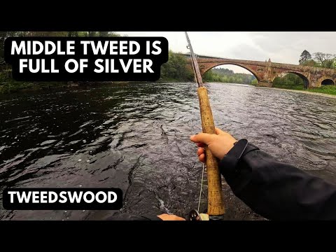 Видео: Средний твид полон серебра! | Весенняя рыбалка на лосося в Шотландии 2024