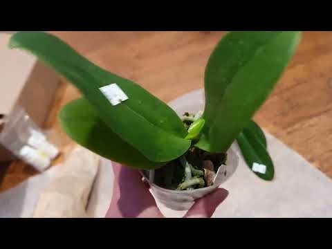 Видео: УРА ! РАСПАКОВКА ! 🎁 ОРХИДЕИ 2,5 от Miki Orchid 🥰