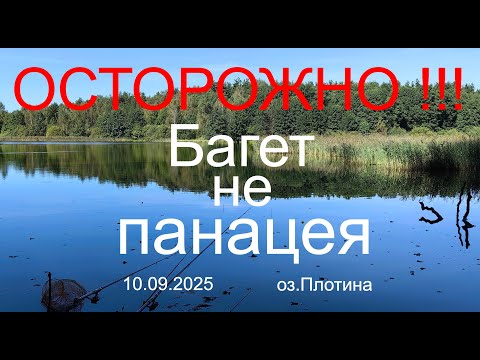Видео: ОСТОРОЖНО !!!  Багет не панацея. 10.09.2025. оз. Плотина. Рыбалка в Подмосковье.