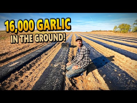 Видео: Мы только что вручную посадили 16 000 зубчиков ЧЕСНОКА для урожая следующего года!