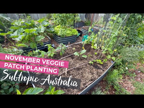 Видео: Что сажать в ноябре — Австралийский субтропический огород
