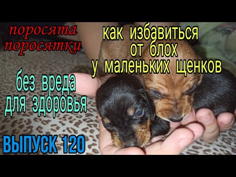 Видео: Как избавиться от блох у маленьких щенков, без вреда для здоровья.