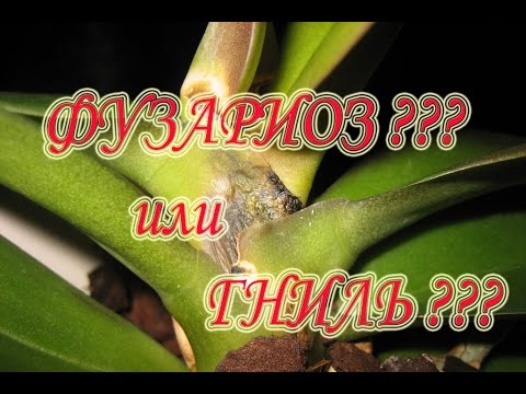 Видео: ФУЗАРИОЗ? ИЛИ ГНИЛЬ?