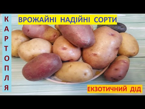 Видео: Картопля. Надійний сорт - гарантія великого врожаю.