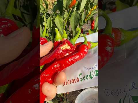 Видео: Перець Козий ріг 🌶️👍