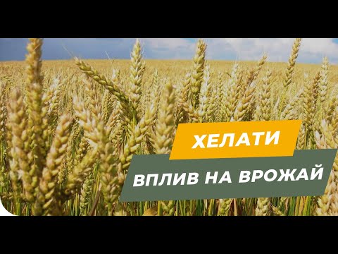 Видео: Вся правда хелатні добрива! Чи збільшують хелати урожайність?