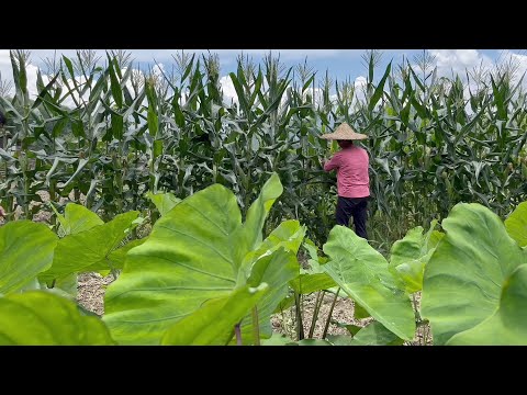 Видео: Бабушка готовит традиционные кукурузные лепешки и кукурузно-рисовый суп.
