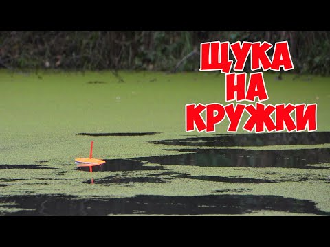 Видео: Щука на кружки. Ловля щуки на живца