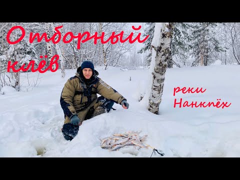 Видео: Отборный клёв сороги.  Река Нанкпёх во всей красе.  Зимняя рыбалка 2025
