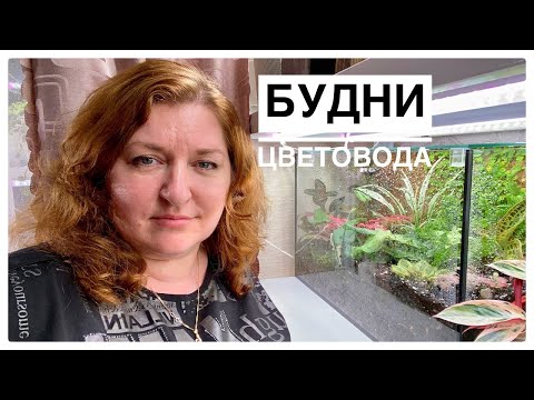 Видео: Будни цветовода | Новая Фиттония Grey Sensation Грей Сенсейшн, посадка во флорариум | 05.04.2022г.