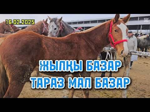 Видео: ЖЫЛҚЫ БАЗАР / ТАРАЗ МАЛ БАЗАР  16.2.2025