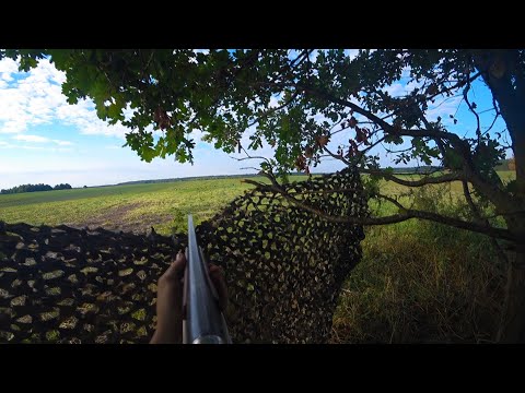 Видео: ОХОТА НА ВЯХИРЯ с ТОЗ - 34. КРАСОТА УТРА