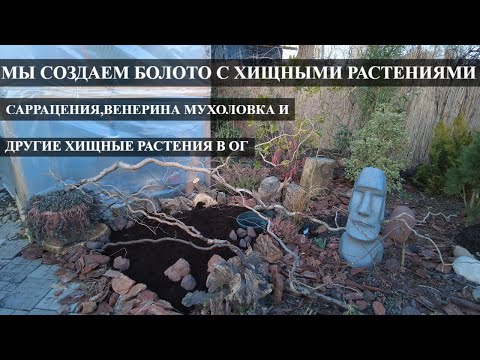 Видео: МЫ СОЗДАЕМ БОЛОТО С ХИЩНЫМИ РАСТЕНИЯМИ/Саррацения ,венерина мухоловка в грунте/ХРОНИКИ МОЕГО БОЛОТА