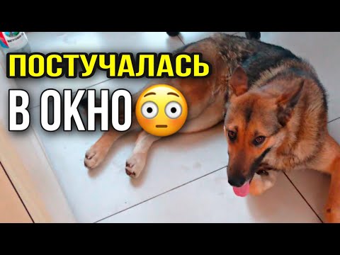 Видео: Тощая овчарка постучалась в окно организации, ища помощи
