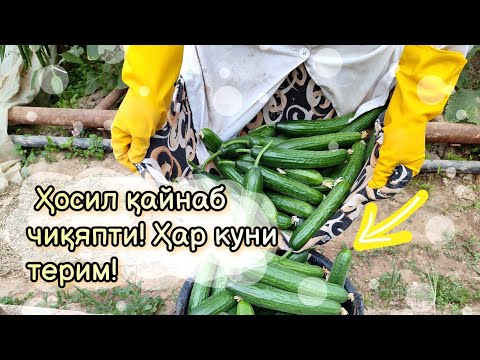 Видео: Теримда бунақаси бизда ҳали бўлмаган!