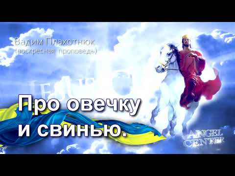 Видео: Вадим Плахотнюк Про овечку и свинью