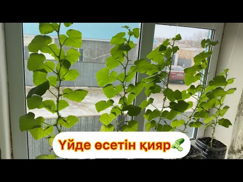 Видео: Үйде қияр өсіреміз🥒#огород #огурцы #микрозелень #video #youtube
