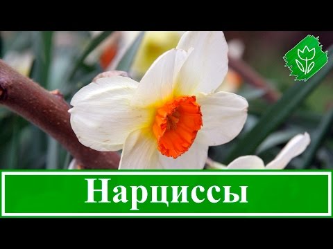 Видео: Цветок нарцисс – посадка и уход, выращивание нарцисса и уход после цветения