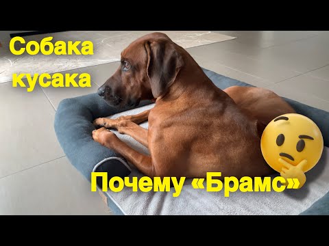Видео: Риджбек | конец недели | Брамсу скучно 😐 