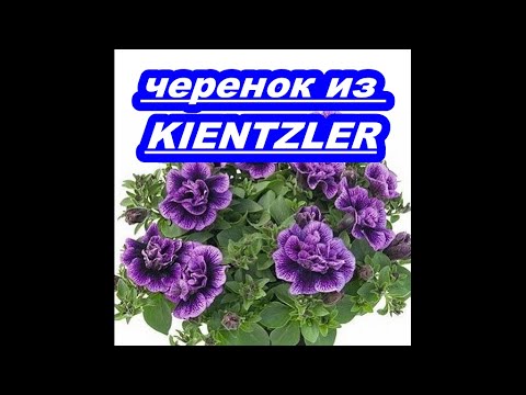 Видео: ЧЕРЕНОК ИЗ  KIENTZLER.