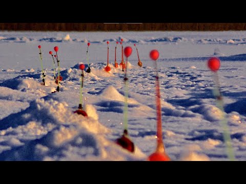 Видео: НЕ ЗРЯ КОМБАЙНЫ ПОСТАВИЛ!! Крупный язь, окунь на балансир .Рыбалка на Оби,первый лед.