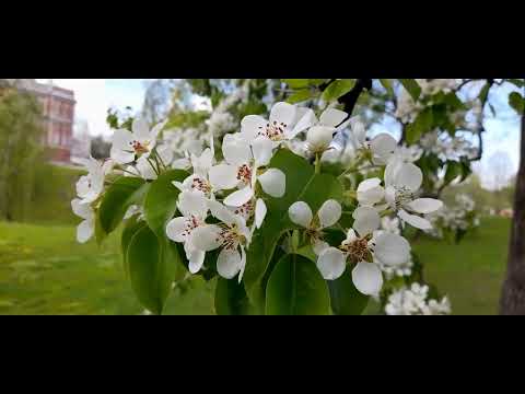 Видео: Царицыно в мае.