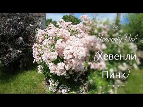 Видео: Мускусные розы. Heavenly Pink (Хевенли Пинк)