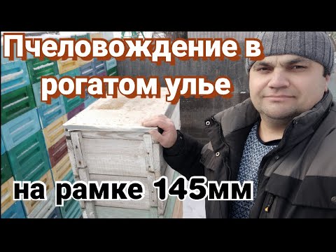 Видео: Методика пчеловождения в рогатом улье на 145 рамку.